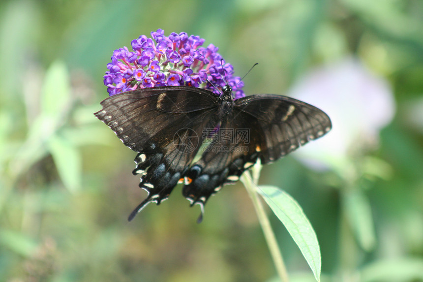 黑母黑燕尾蝴蝶图片