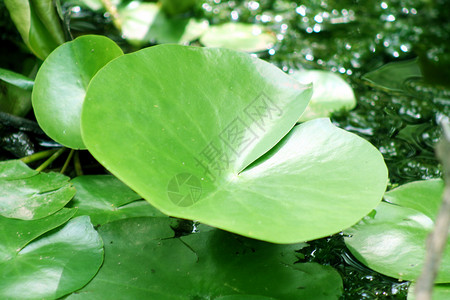 百圆板叶子植物花园植物群禅意树叶场景绿色荷花池塘背景图片