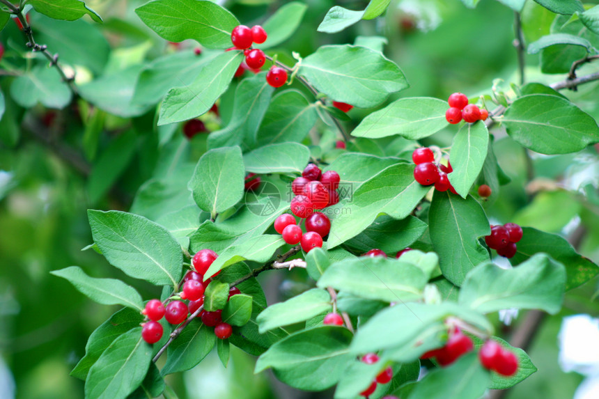 红条绿色衬套季节健康饮食食物浆果植物水果树叶季节性图片