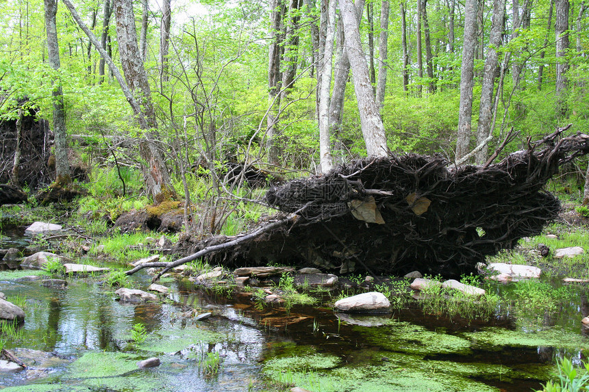 沼泽中的堕树图片