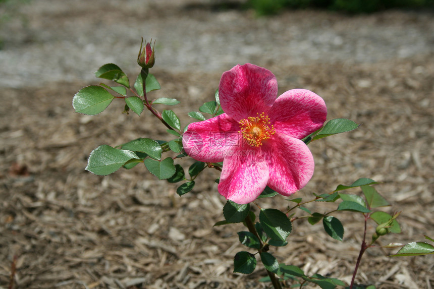 彩色玫瑰树叶植物团体花束季节花园叶子花朵礼物婚礼图片