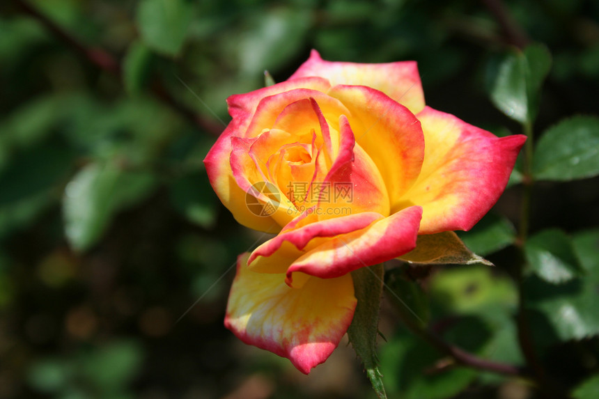 彩色玫瑰植物群婚礼礼物叶子花瓣季节花园树叶花束疗法图片