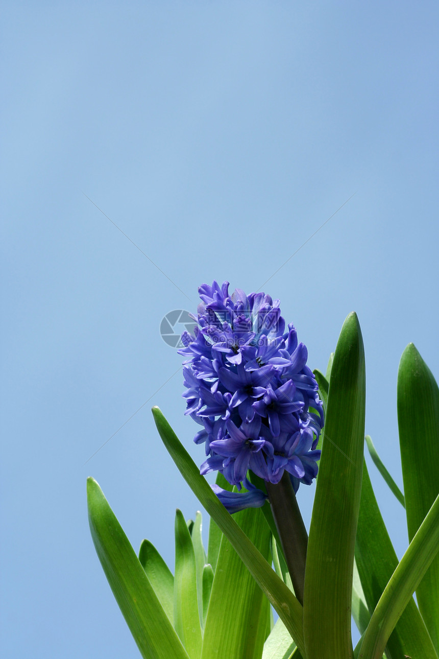 春青天空生长花瓣花园植物季节植物群白色蓝色绿色图片