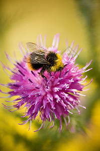 大黄蜂漏洞环境生物蜜蜂昆虫紫色宏观动物学动物群熊蜂图片素材