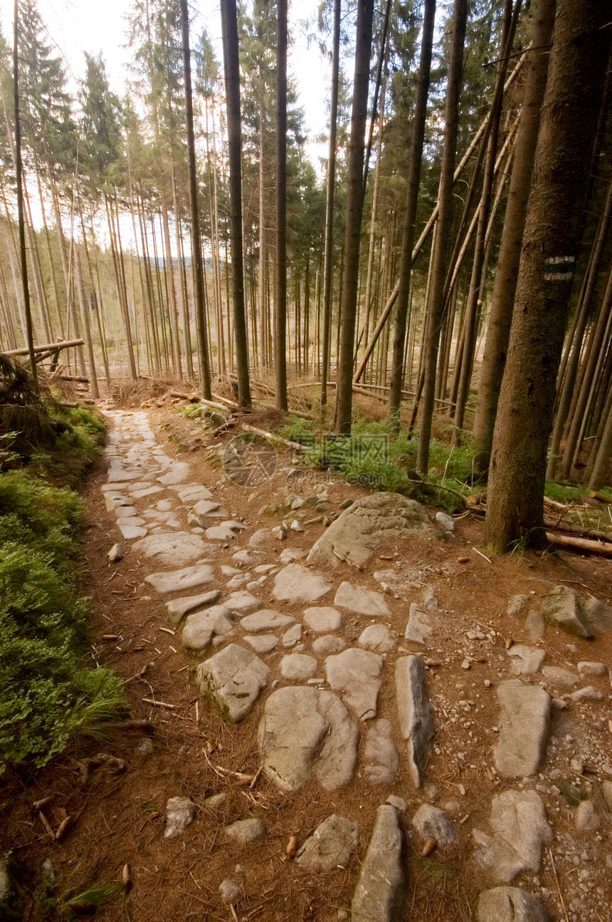 山区之路林地树木木材森林季节环境小路生长途径草地图片