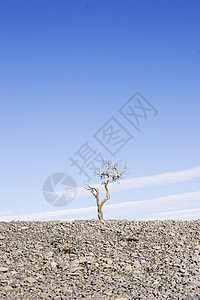 死树02背景图片