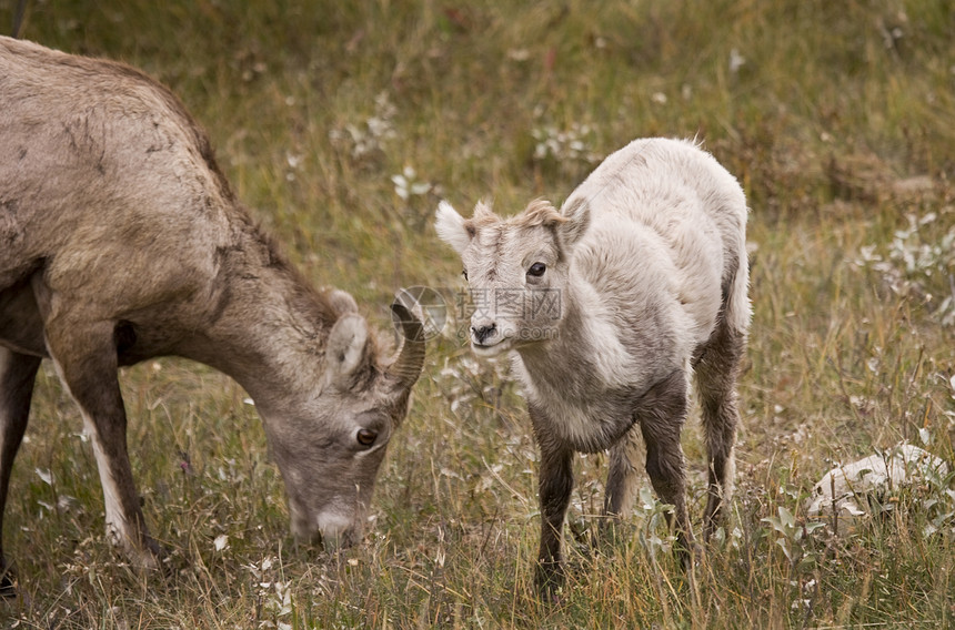 年轻的洛基山大角羊野生动物内存母羊羊肉颜色牛角图片