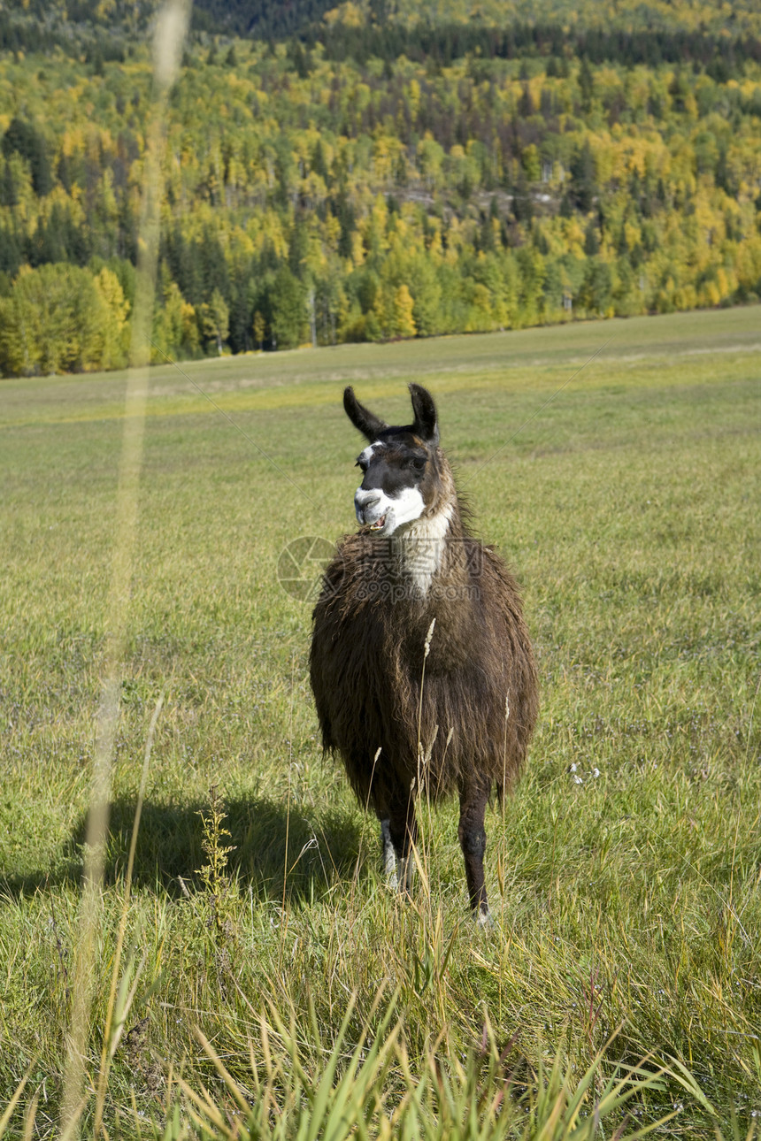 Llama的长相真有趣图片