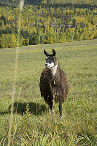 Llama的长相真有趣背景图片