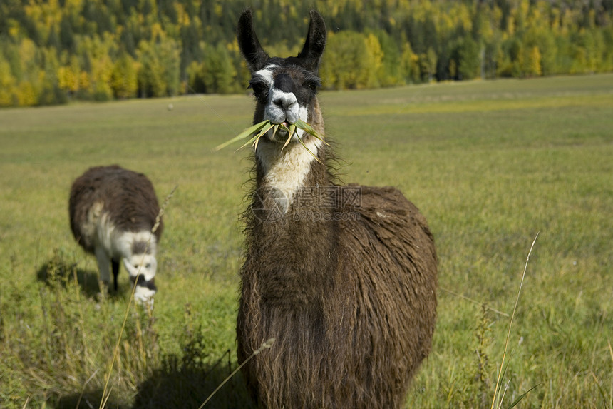食草的拉玛主题野生动物家畜农场原住民卷发骆驼羊毛文化动物图片