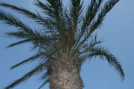 棕榈和天空蓝色叶子树干绿色树叶背景图片