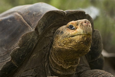 巨型加拉帕戈斯动物环境保护保护区海滩巨龟野生动物背景图片