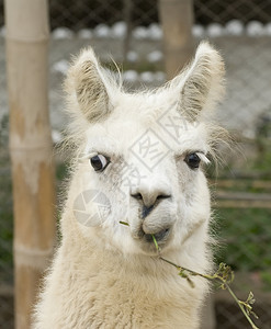 白色的Llama与有趣的外表野生动物家畜主题羊毛动物骆驼原住民卷发农场文化背景图片