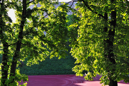 清晨植物叶子公园绿色森林多叶树木树叶背景图片