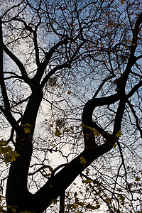 树树的顶部公园天空季节背景图片