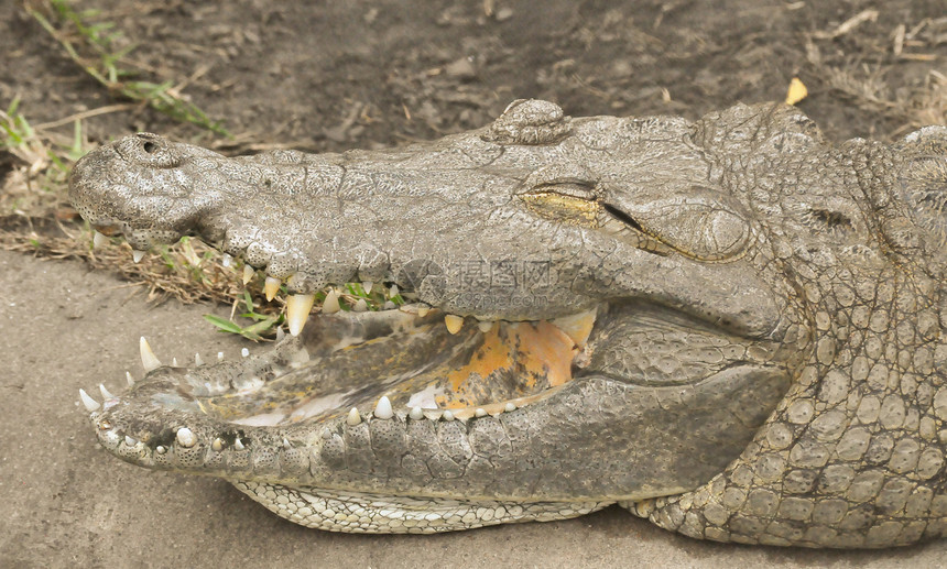 鳄鱼露出牙齿爬虫微笑两栖动物獠牙动物图片