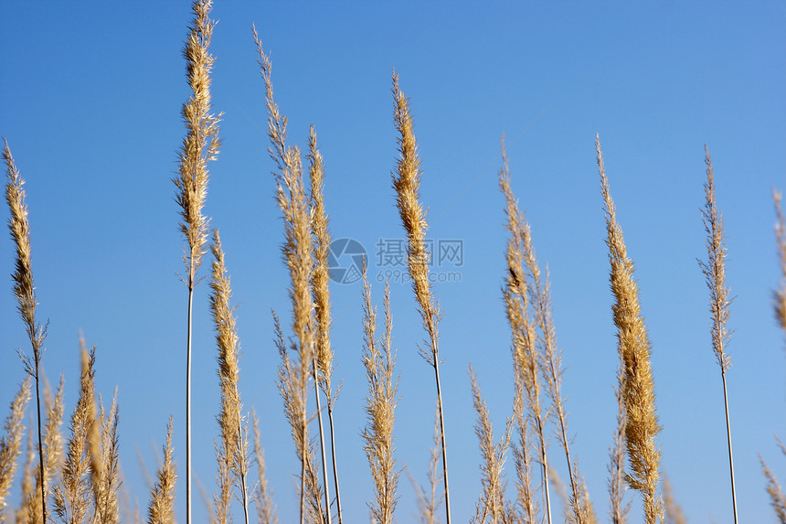 工厂阳光土地农场荒野农田植被晴天蓝色干草植物图片