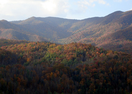 秋季北卡罗来纳州数控树叶森林树木季节叶子山脉分支机构背景图片