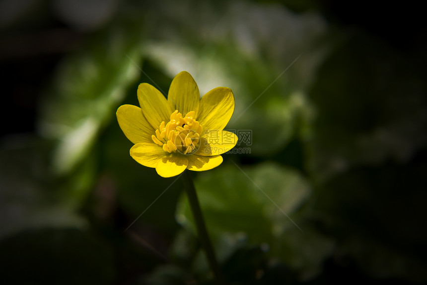 Celandine 青菜美容图片