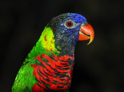 云宝洛丽基特绿色蓝色翅膀鹦鹉红色鸟类羽毛背景图片