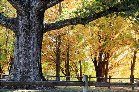 大橡树栅栏森林环境公园落叶林黄色叶子照片橙子背景图片