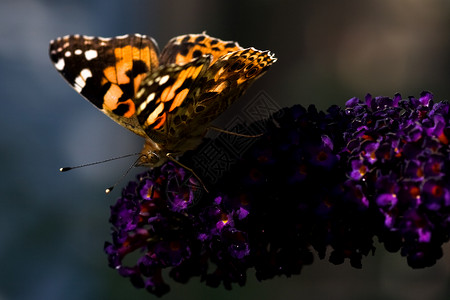 黄色的蝴蝶夏天在蝴蝶树上涂着油漆的女士水平公园衬套黑色紫色昆虫绿色晴天花蜜花园背景