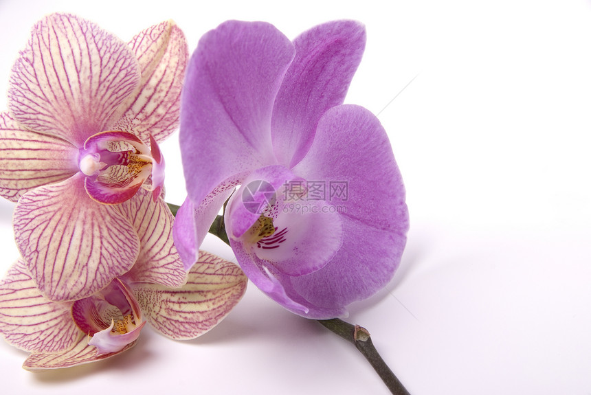 兰花疗法芳香花束香气紫色公园花园图片