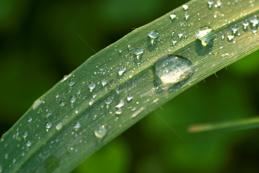 下滴数绿色植物群宏观露珠露水树叶水滴环境花园雨滴图片