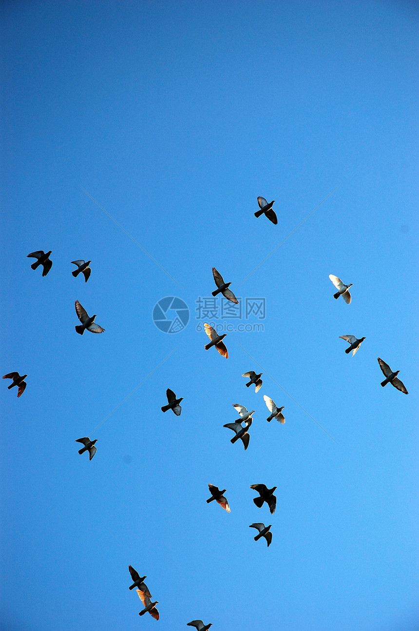 飞鹰鸽团体旅行训练自由灰色蓝色火车动物野生动物天空图片