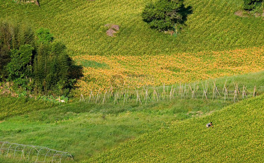 在农场工作的老虎李名人收成农村村庄场地爬坡草原环境生长农民工人图片