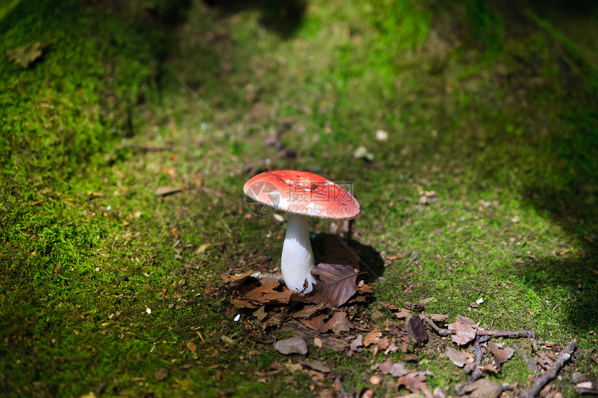 真菌生物植物苔藓树木蔬菜树叶模具生长季节孢子图片