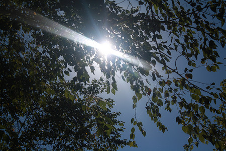 太阳树木阳光叶子背景图片