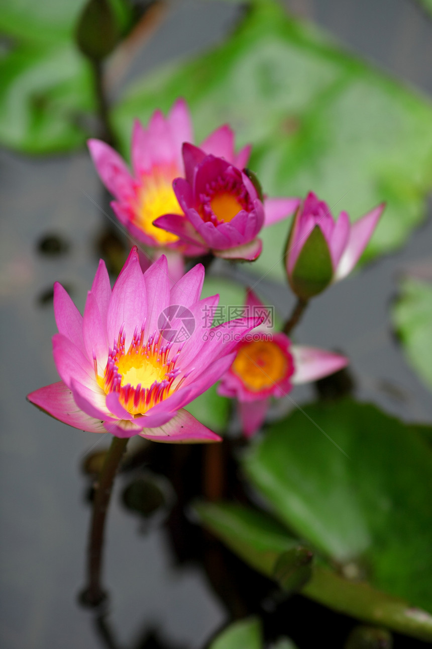 莲花花明信片花瓣花园叶子百合植物公园荷花池塘软垫图片