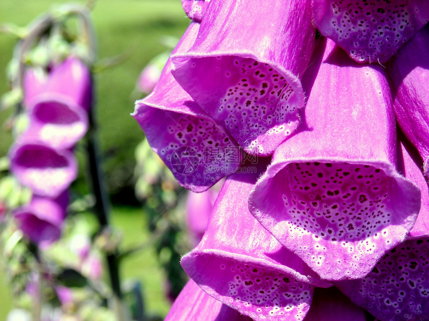 数字( Foxgloves)图片