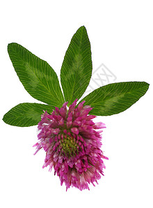 四叶三叶花红色紫色叶子植物绿色白色宏观背景图片