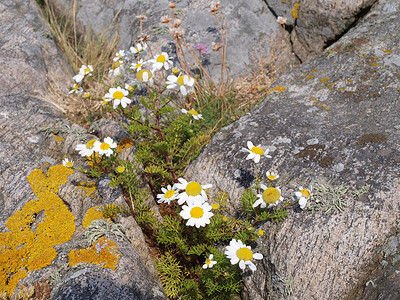 岩石中的花朵高清图片