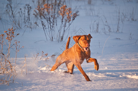 Vizsla狗在冬季的雪地里跑高清图片