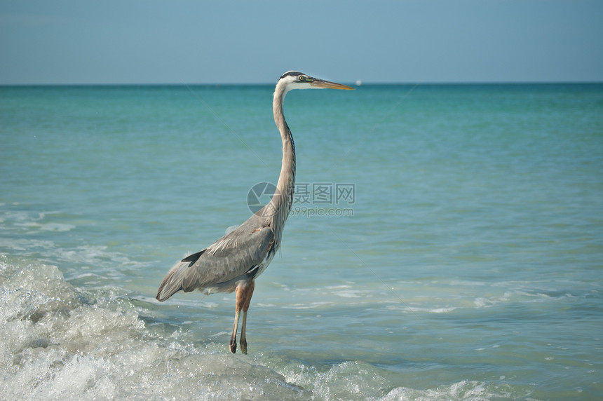 站在海湾海岸海滩上的大蓝 Heron图片