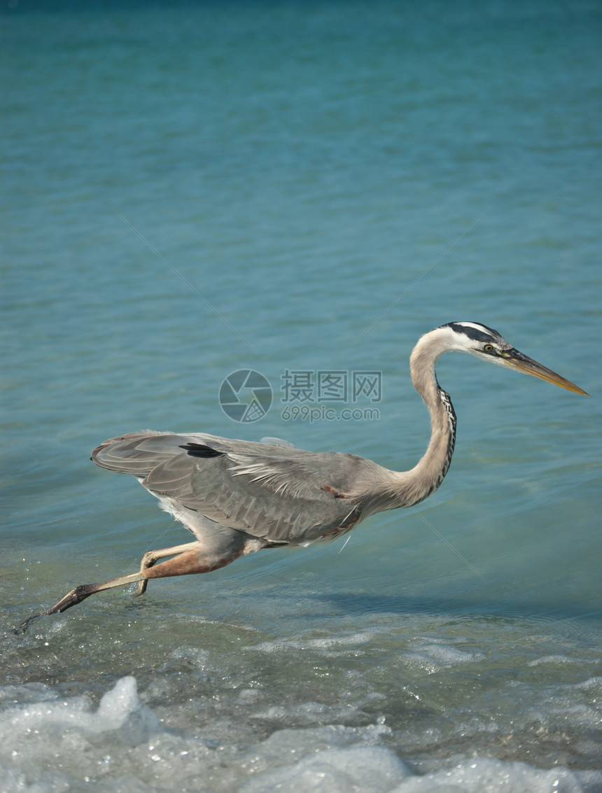 海湾海岸海滩上的龙大蓝海隆图片