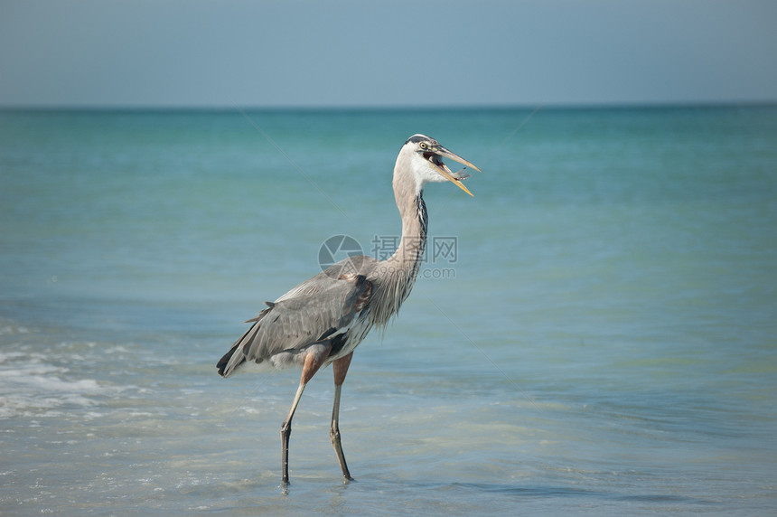 海湾海岸海滩上有鱼的蓝色大海隆阳光照射海洋冲浪水平地平线钓鱼动物苍鹭野生动物照片图片