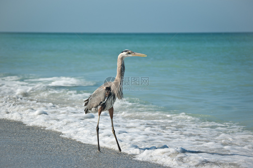 海湾海岸海滩上的蓝色大海隆动物冲浪海洋苍鹭地平线水平野生动物鸟类阳光照射照片图片