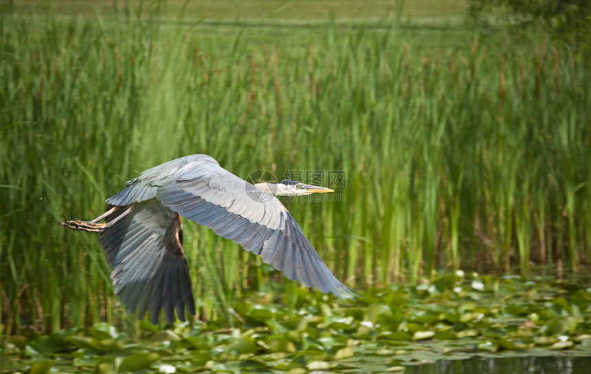 飞行中的蓝色大海隆翅膀照片水平优美苍鹭动物池塘图片