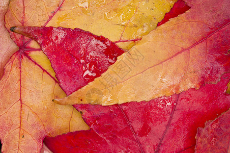 秋天的叶子落到地上绿色黄色红色季节橙子背景图片