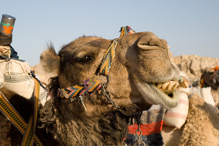 骆驼肖像沙漠旅行太阳情调棕色黄色哺乳动物旅游异国动物背景图片