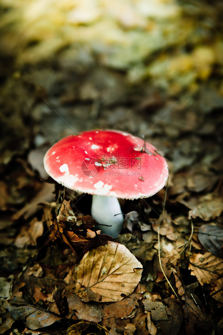 真菌叶子树木孢子腐烂殖民地魔法生物树叶食物土地图片