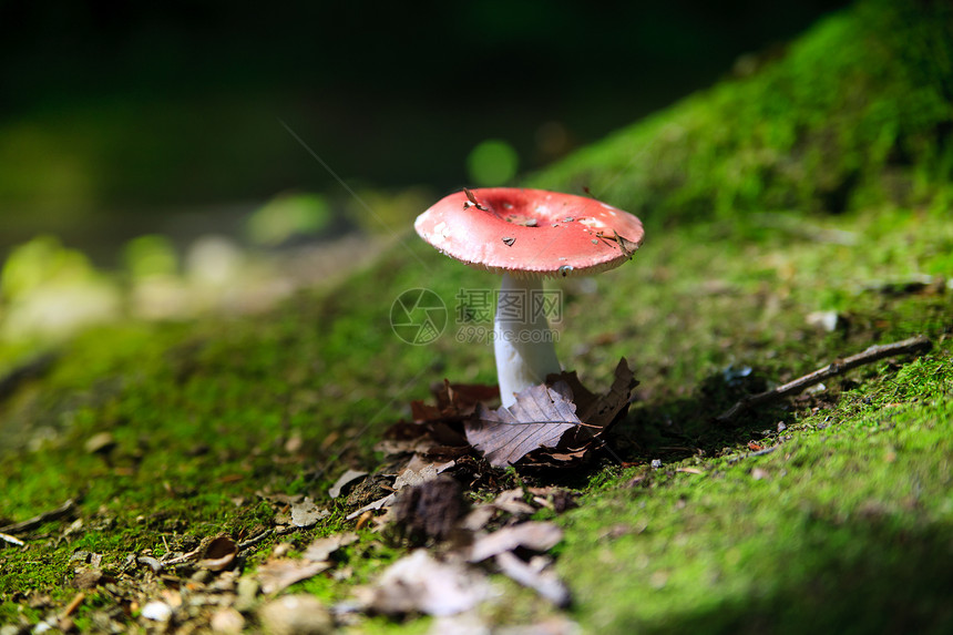 真菌模具腐烂生物苔藓森林生长孢子食物蔬菜土地图片