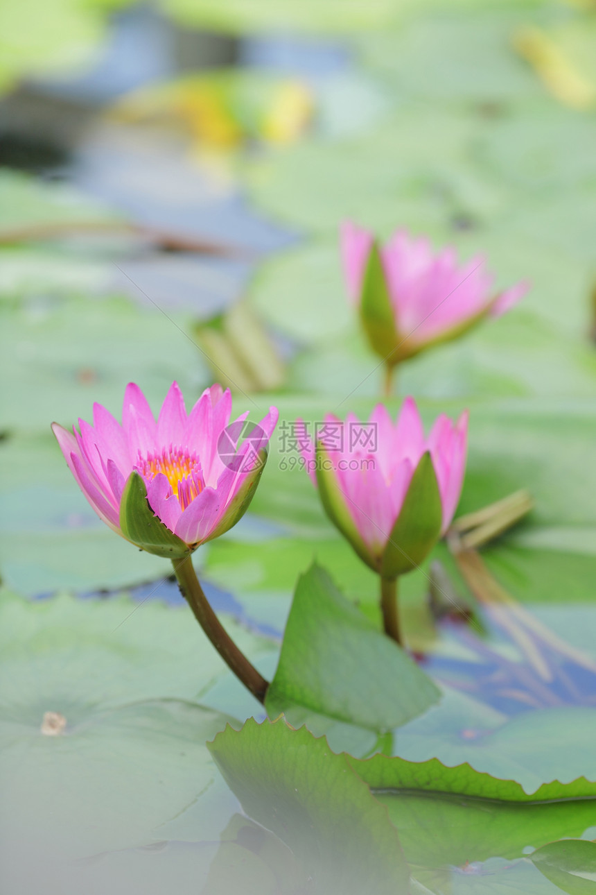 莲体池塘明信片叶子宏观软垫花园季节植物花瓣百合图片