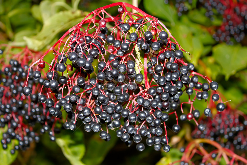 黑莓团体花园种子季节晴天长老浆果圆形反射衬套图片
