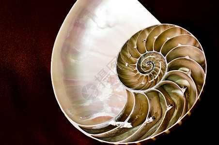 Nautilus e 螺旋对数 8背景图片