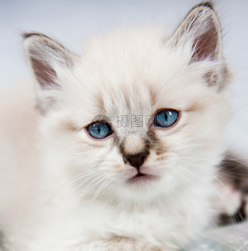一只蓝眼小猫图片